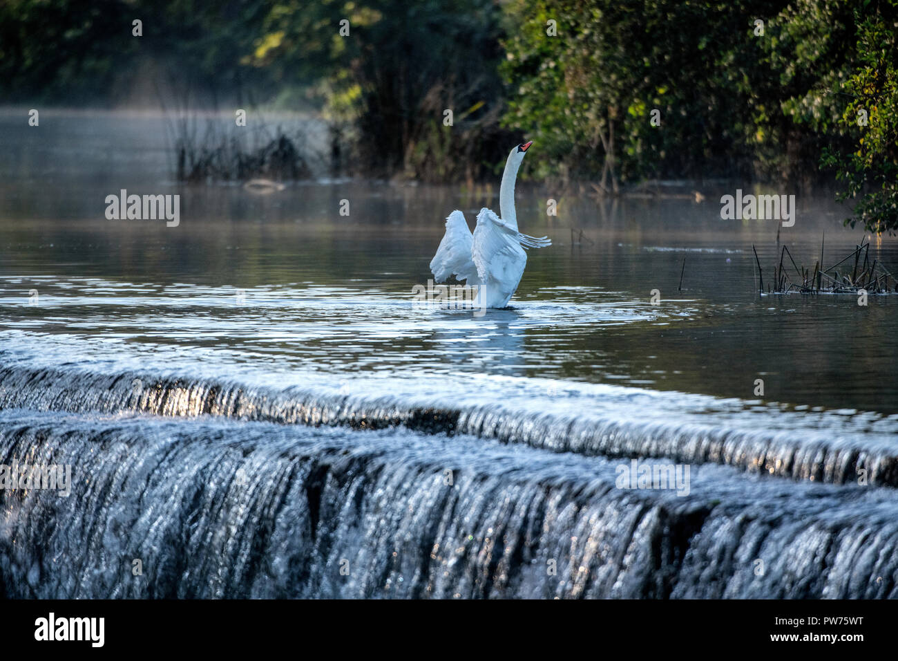 Mute swan (Cygnus olor) à Warleigh Weir sur la rivière Avon à Somerset, Royaume-Uni. Banque D'Images