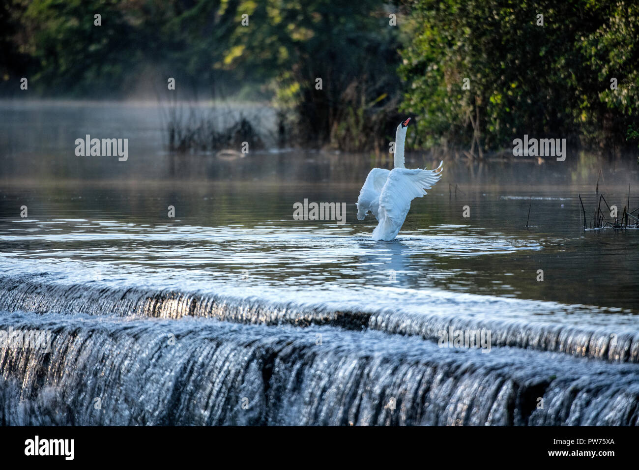 Mute swan (Cygnus olor) à Warleigh Weir sur la rivière Avon à Somerset, Royaume-Uni. Banque D'Images