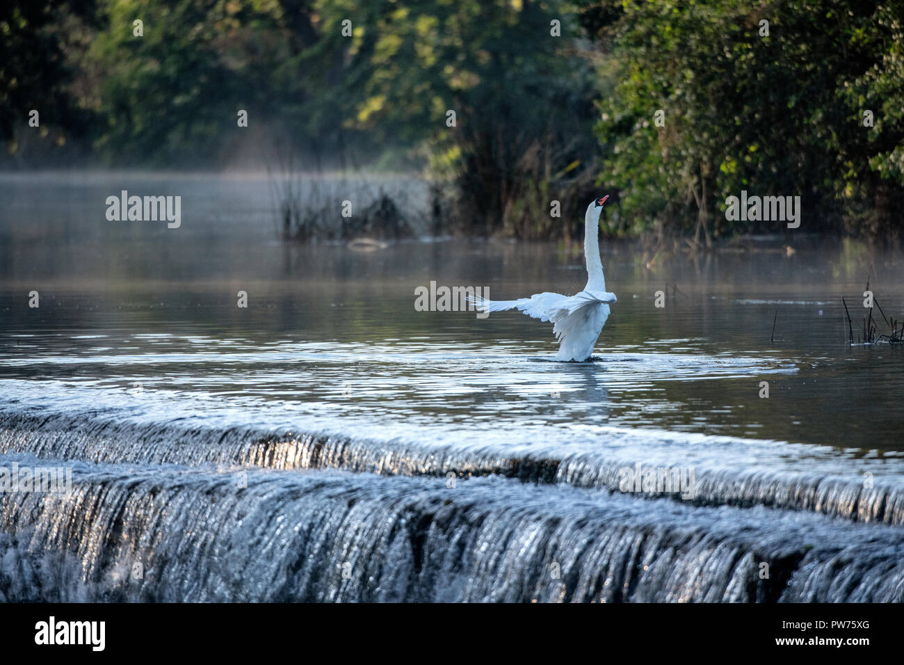 Mute swan (Cygnus olor) à Warleigh Weir sur la rivière Avon à Somerset, Royaume-Uni. Banque D'Images