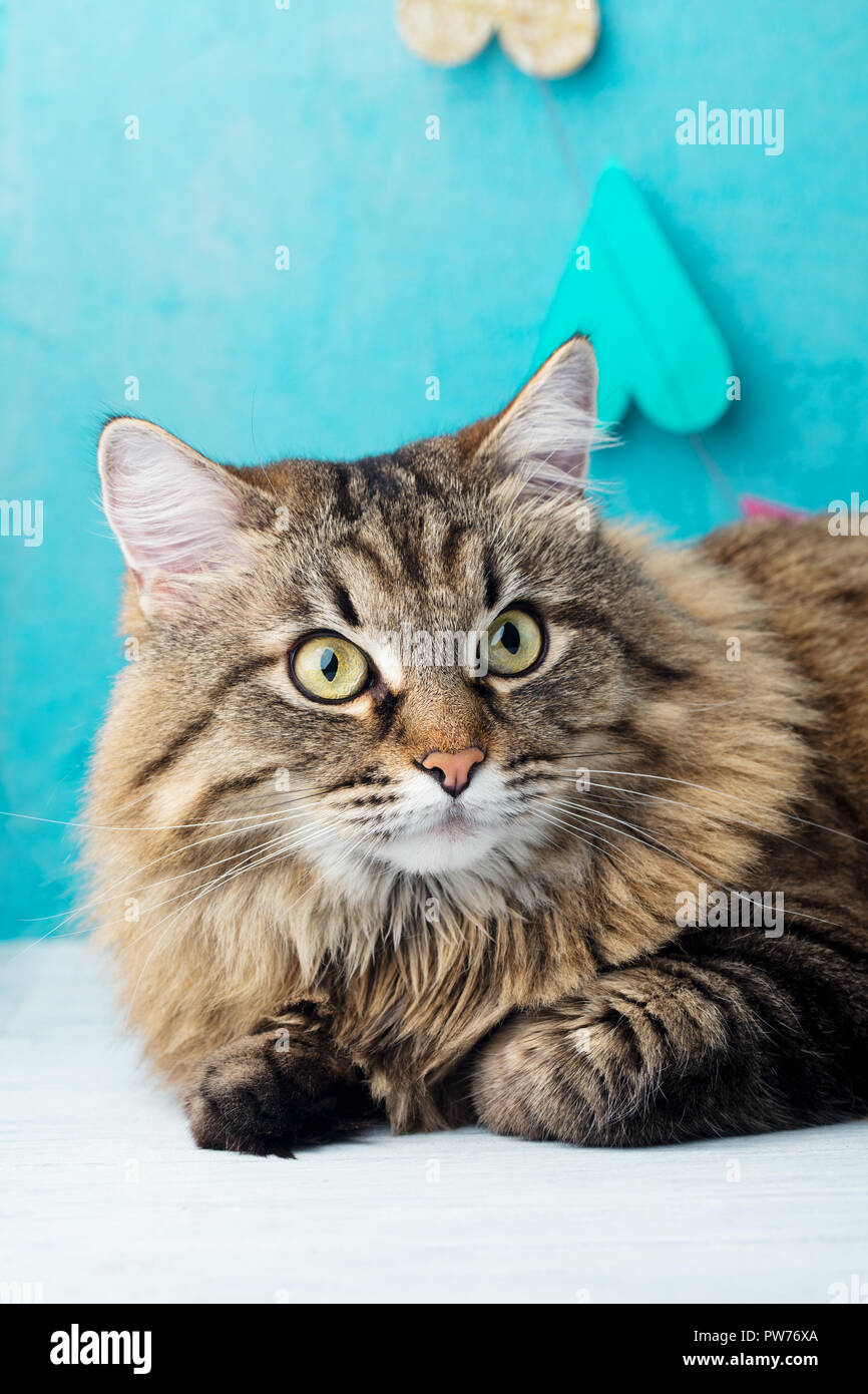 Siberian cat aux cheveux longs. Romantique bleu arrière-plan. Close up Banque D'Images