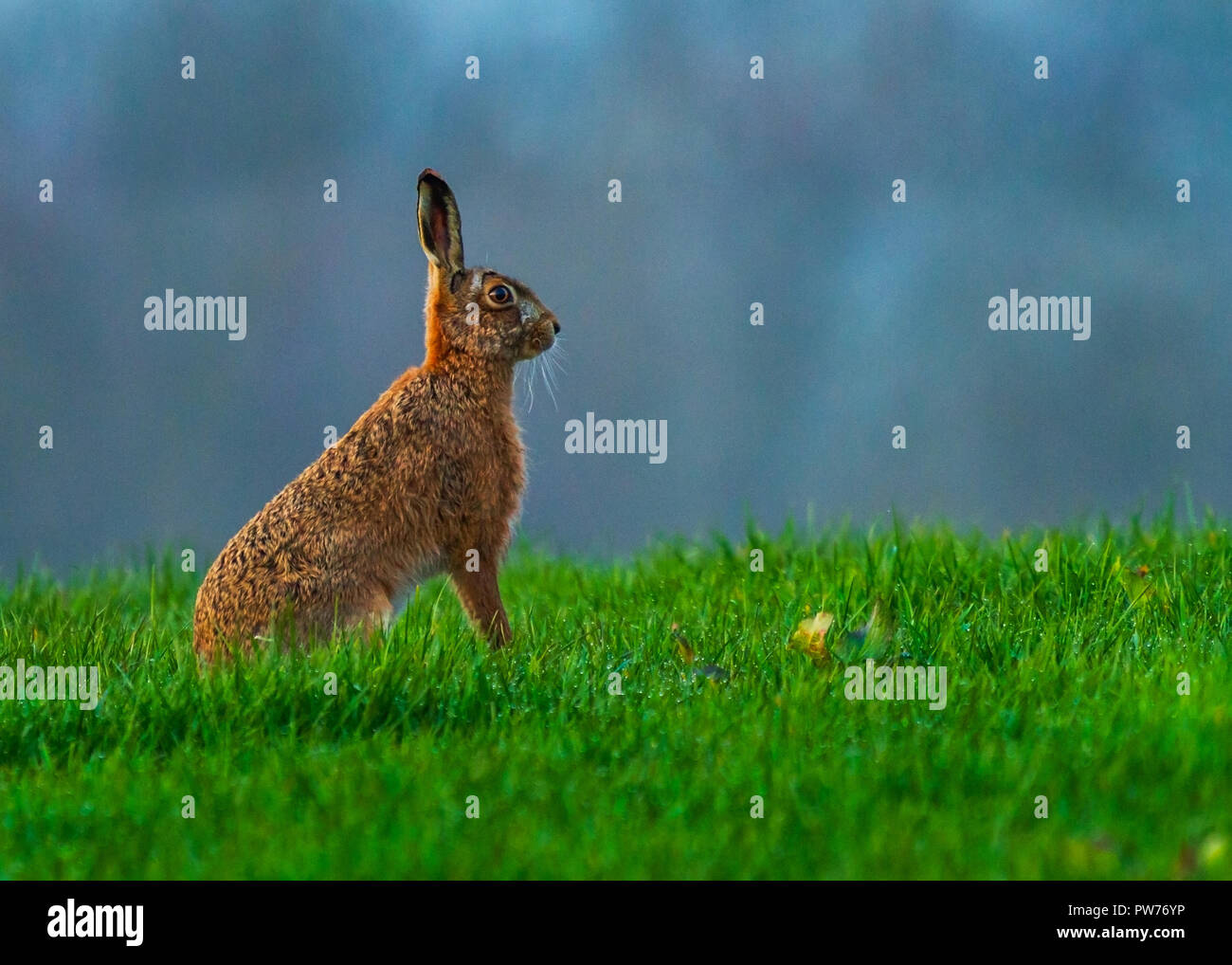 Printemps Nom scientifique : lièvre brun Lepus europaeus Banque D'Images