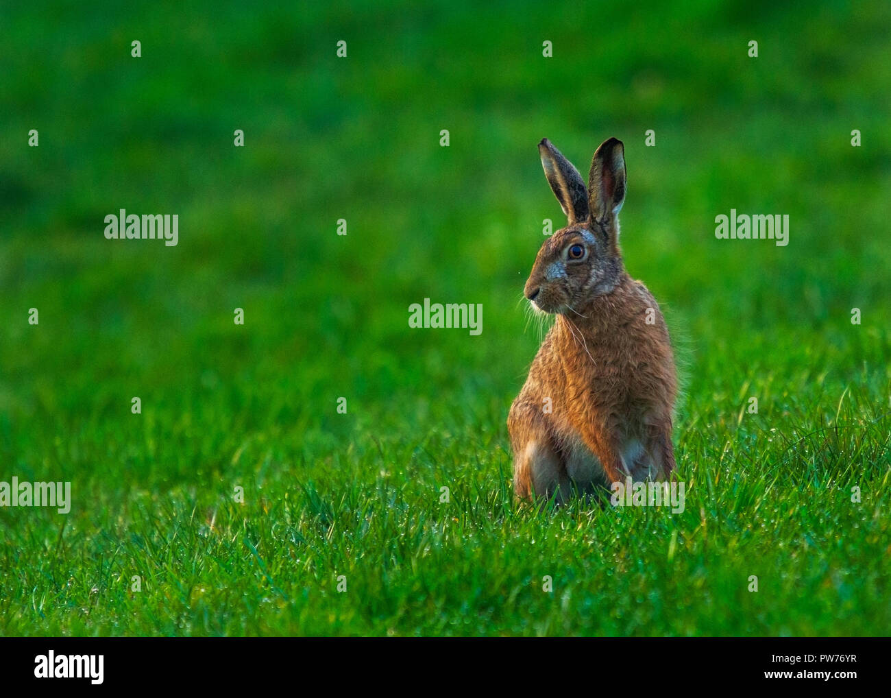 Printemps Nom scientifique : lièvre brun Lepus europaeus Banque D'Images