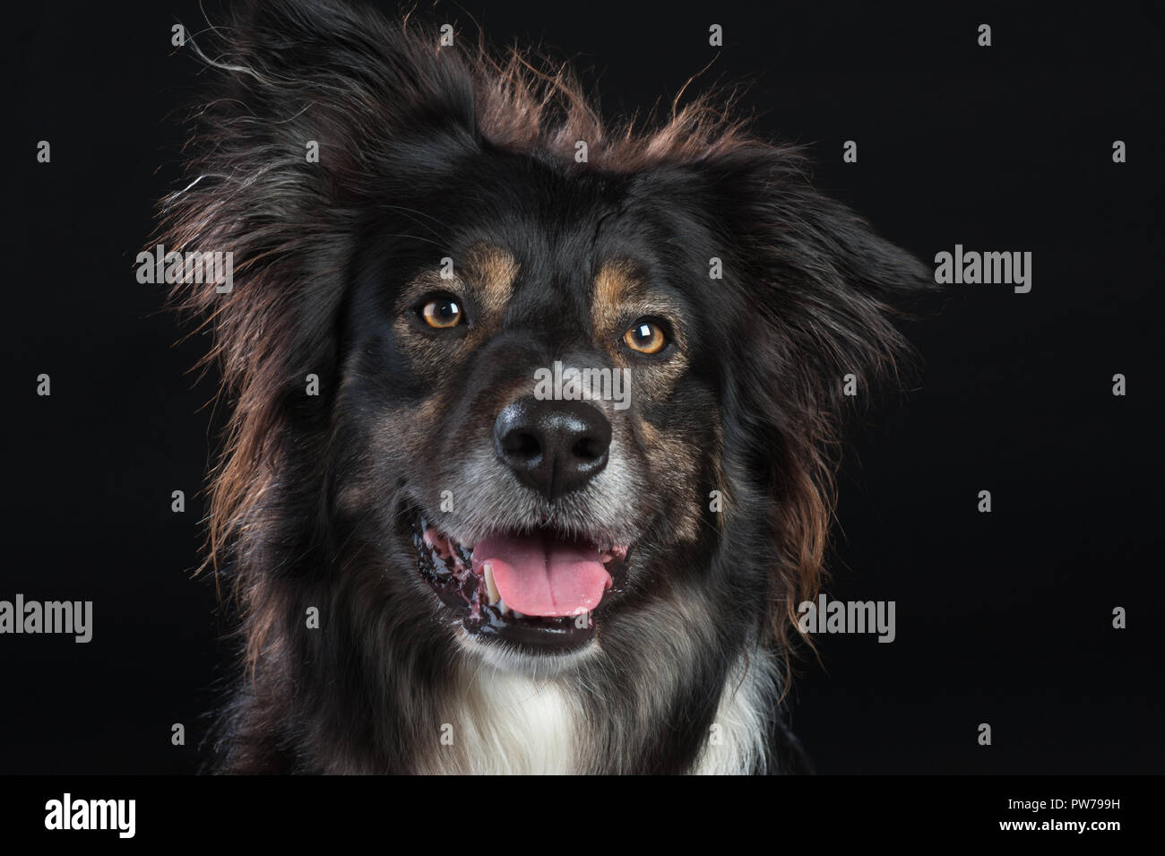 Border Collie dog studio portrait sur fond noir Banque D'Images