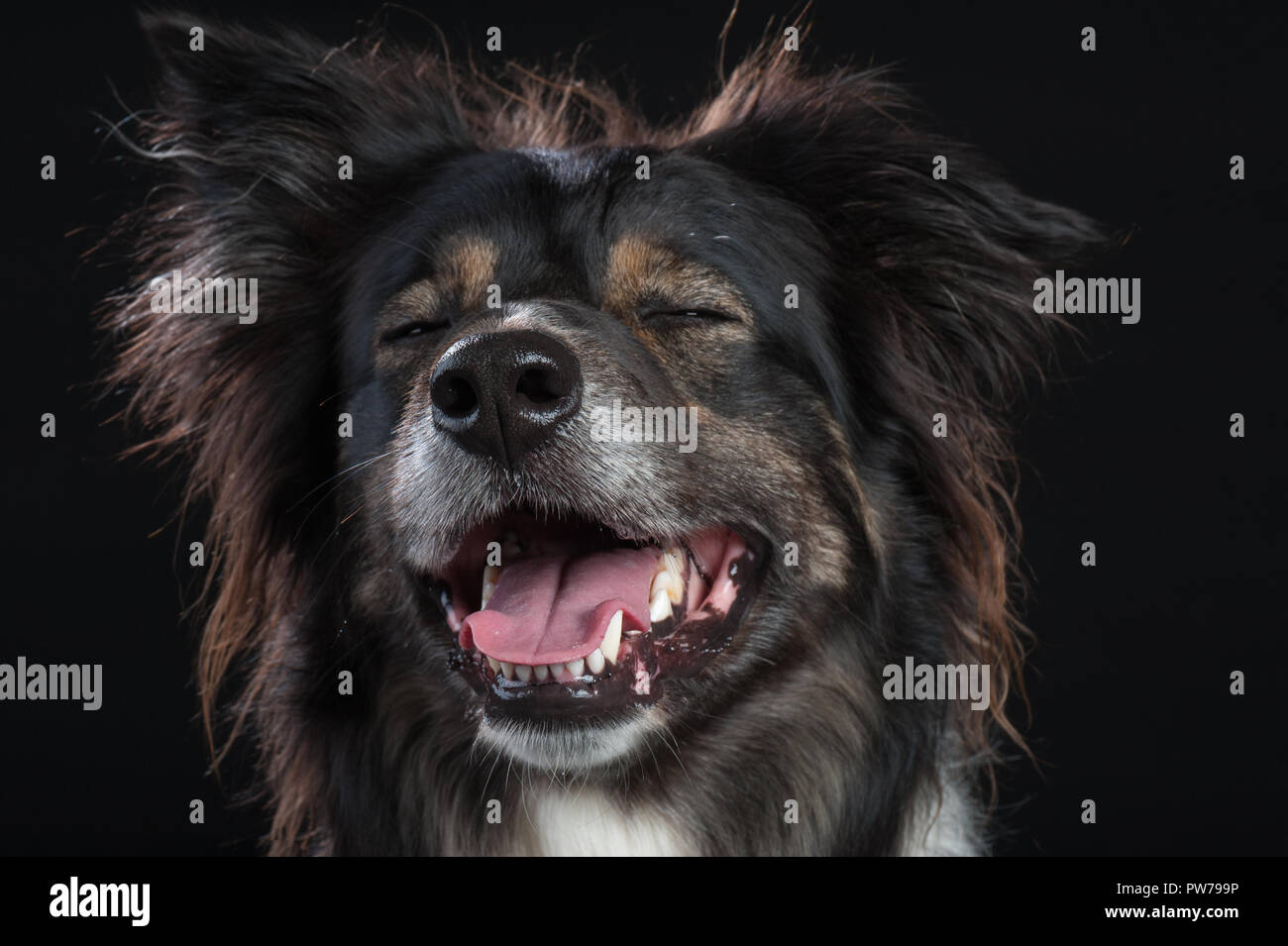 Border Collie dog studio portrait sur fond noir Banque D'Images