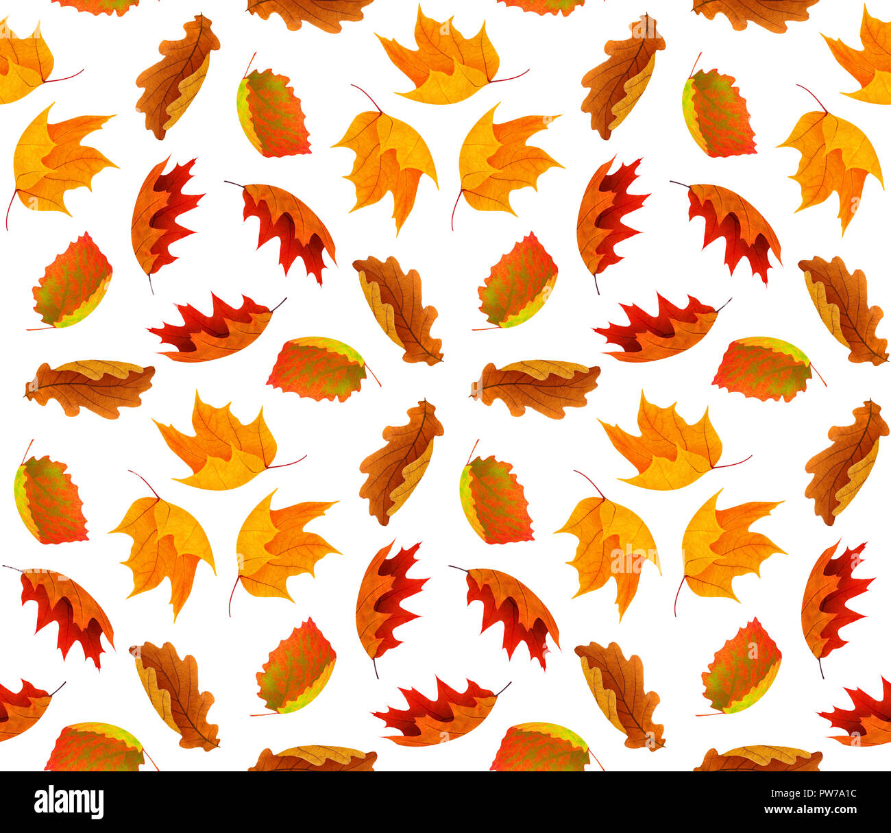 Automne fond transparent avec les feuilles rouges et orange isolé sur fond blanc avec clipping path Banque D'Images