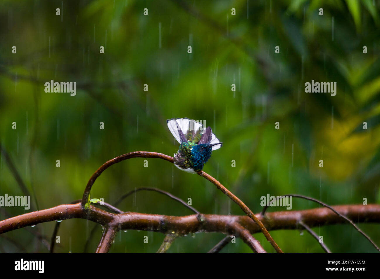 Un mâle White-necked Jacobin (Florisuga mellivora) bénéficie d'un matin de pluie. Trinidad Banque D'Images