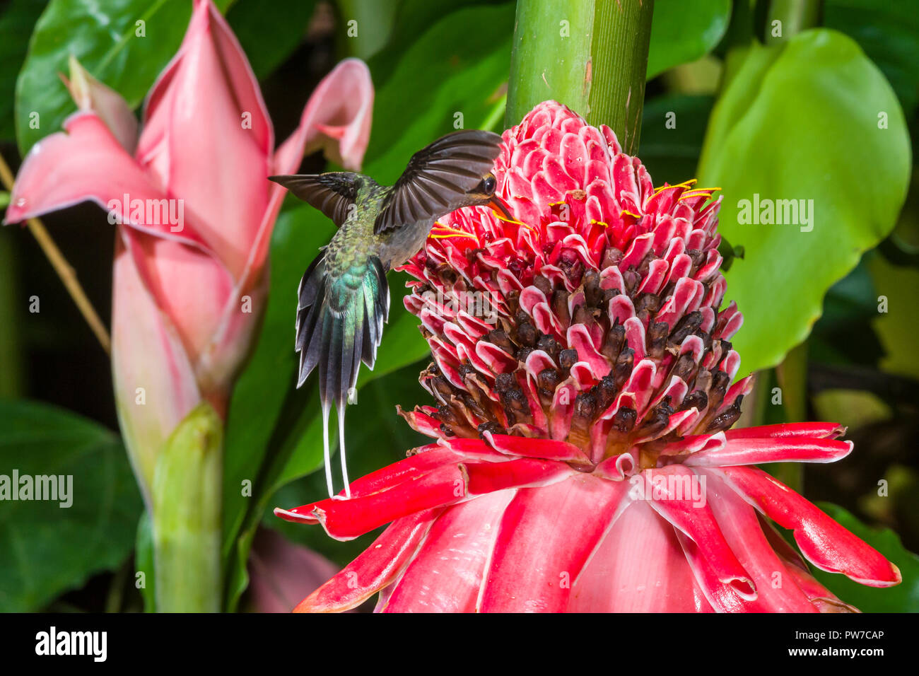 Ermite vert (Phaethornis guy) en vol, se nourrissant de porcelaine (Etlingera elatior). Trinidad Banque D'Images