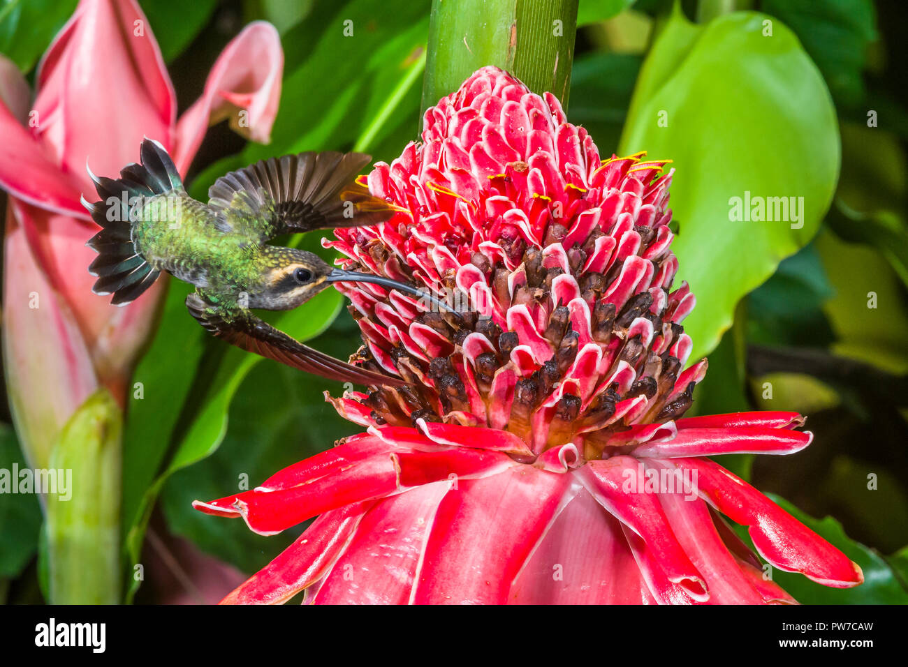 Ermite vert (Phaethornis guy) en vol, se nourrissant de porcelaine (Etlingera elatior). Trinidad Banque D'Images