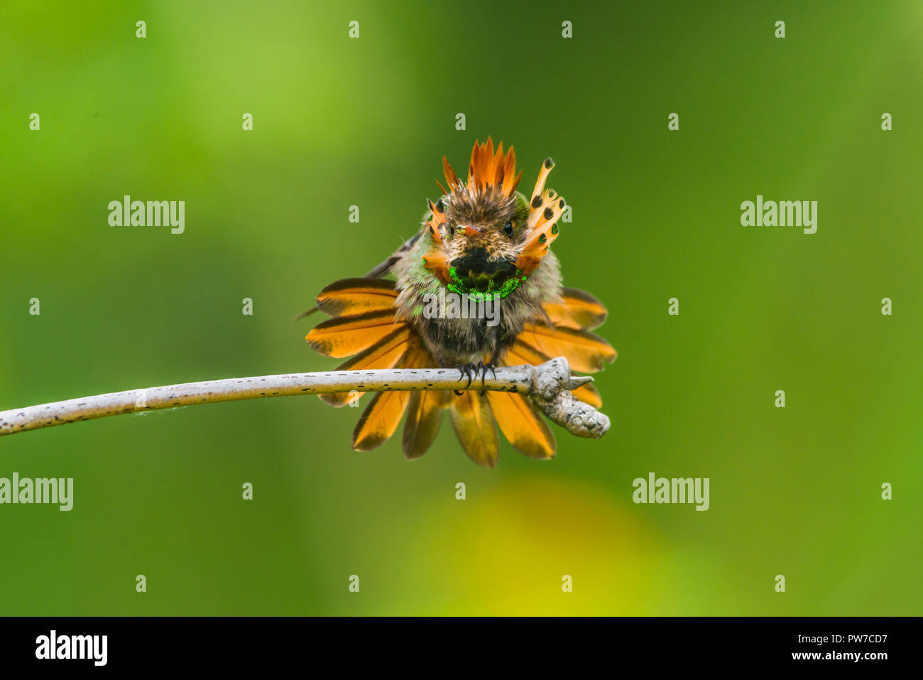 Un mâle (Lophornis ornatus Coquette touffetées) de l'affichage sur un perchoir. (Trinité). Banque D'Images