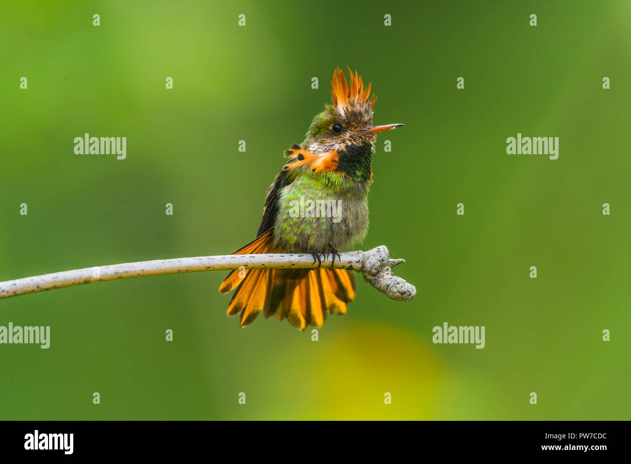 Un mâle (Lophornis ornatus Coquette touffetées) de l'affichage sur un perchoir. (Trinité). Banque D'Images