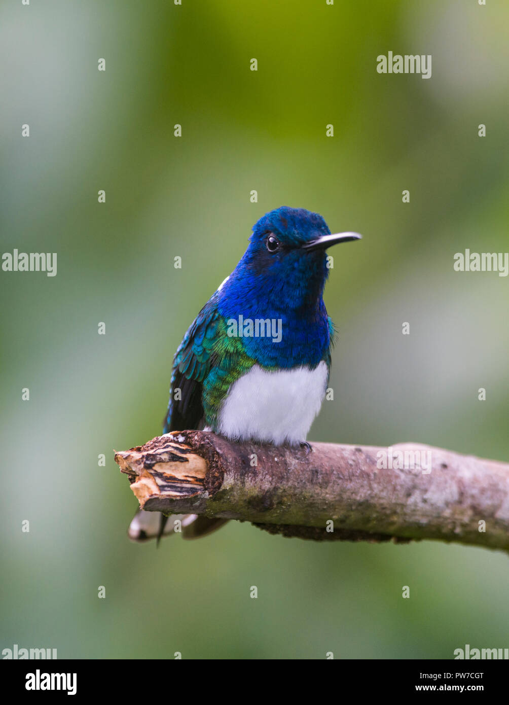 White-necked Jacobin (Florisuga mellivora), perché. Trinidad Banque D'Images