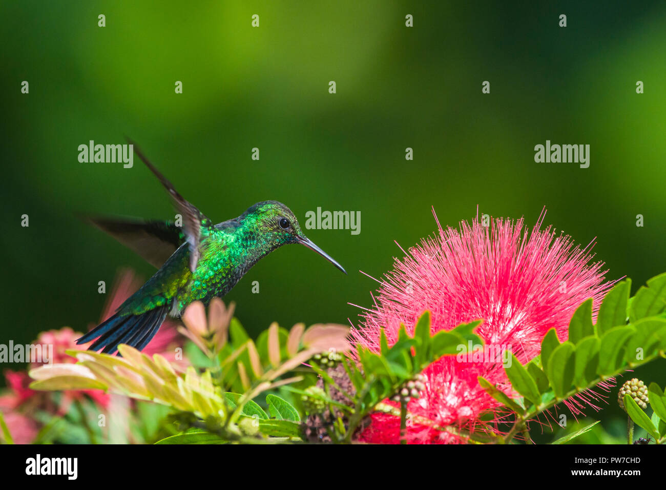 Blue-tailed Emerald (Chlorostilbon mellisugus) en vol, se nourrissant de Pink Fairy Duster (calliandra inaequilatera). Trinidad Banque D'Images