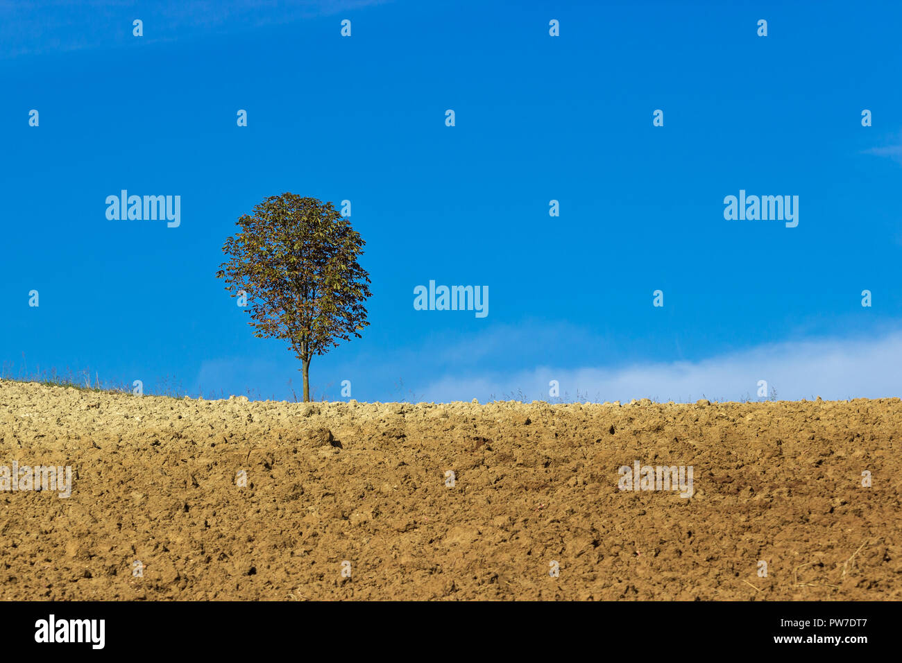 Paysage d'automne avec arbre solitaire, d'un terrain labouré et ciel bleu. La photographie minimaliste. Banque D'Images