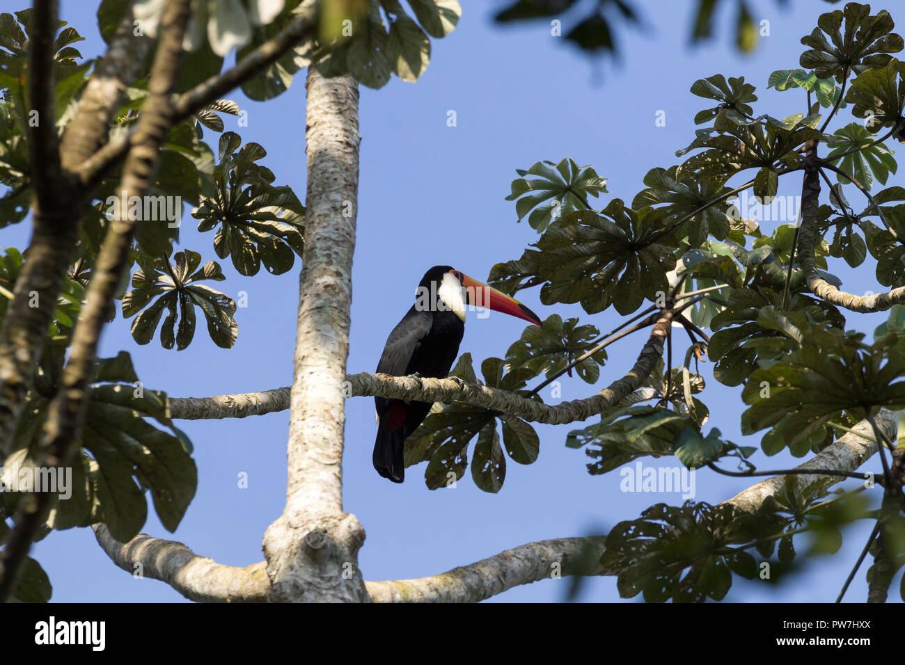 Toucan oiseau sur la nature dans la région de Foz do Iguazu, Brésil. La faune du Brésil Banque D'Images