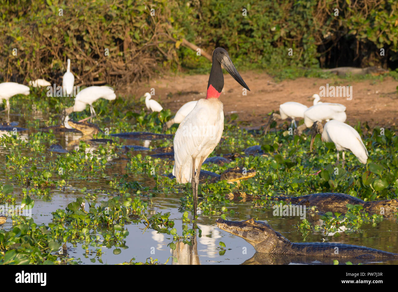 Cigogne Jabiru oiseau sur la nature du Pantanal, Brésil. La faune du Brésil Banque D'Images