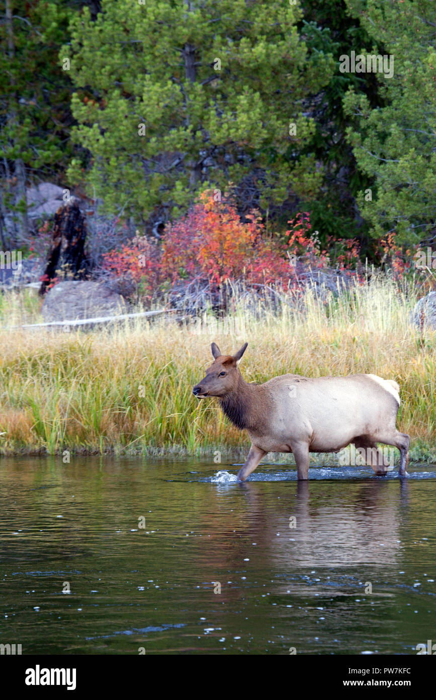 Traversée du Doe Elk rivière Madison Banque D'Images