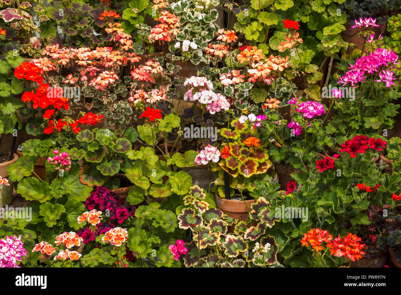 Affichage à plusieurs niveaux de Pélargonium / géraniums en pots de terre cuite dans une serre de Dyffryn Gardens, South Wales, UK Banque D'Images