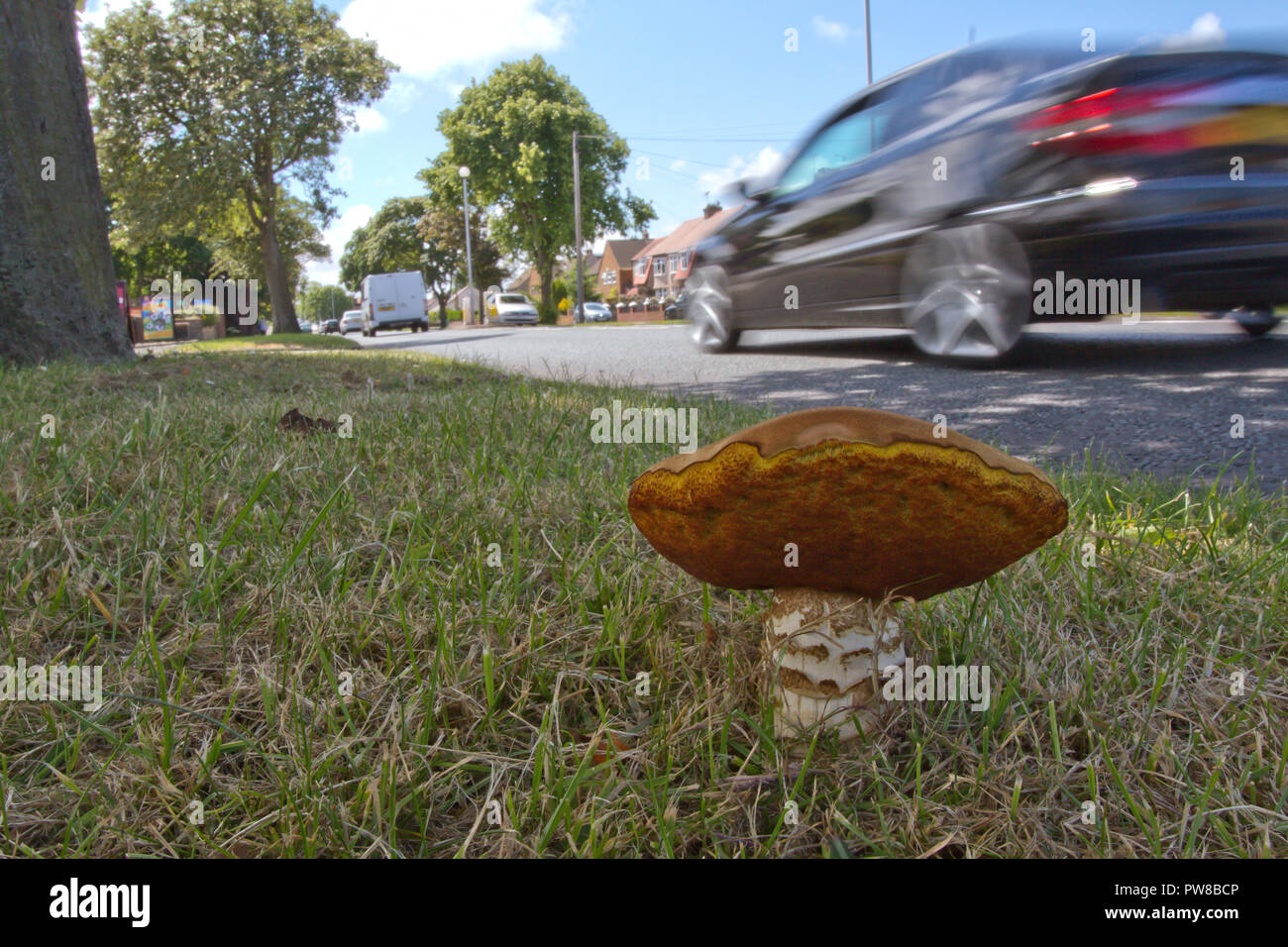 Lurid bolet, Suillellus luridus, UK Banque D'Images