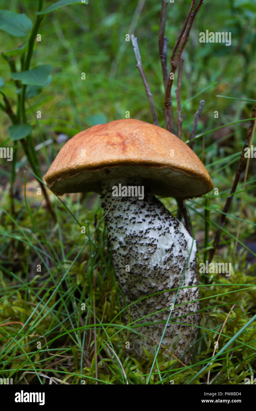 Bouleau Orange bolet, versipelle le Leccinum, UK Banque D'Images