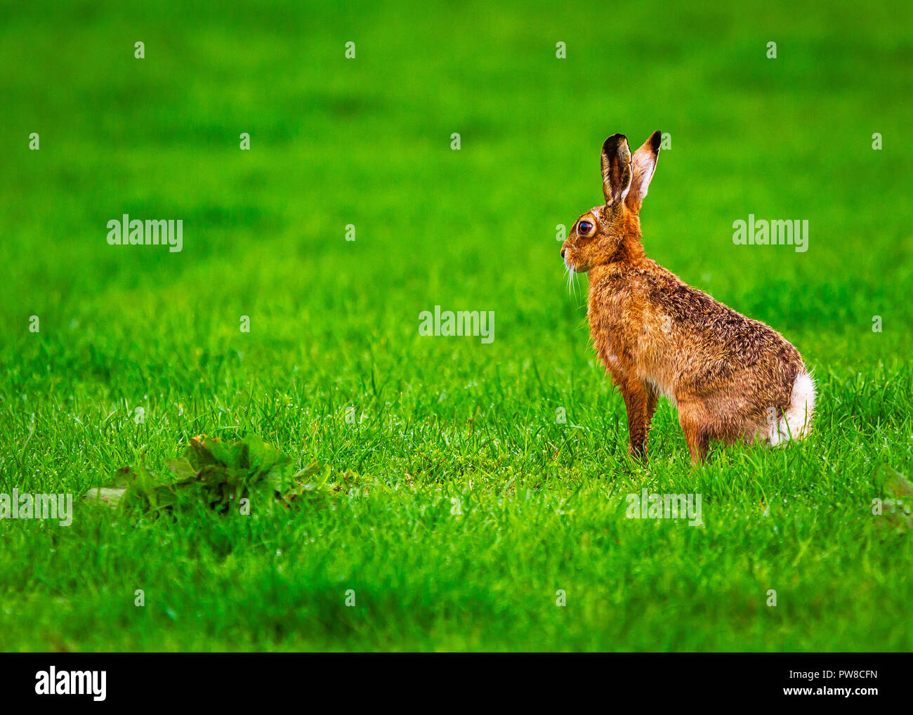Printemps Nom scientifique : lièvre brun Lepus europaeus Banque D'Images