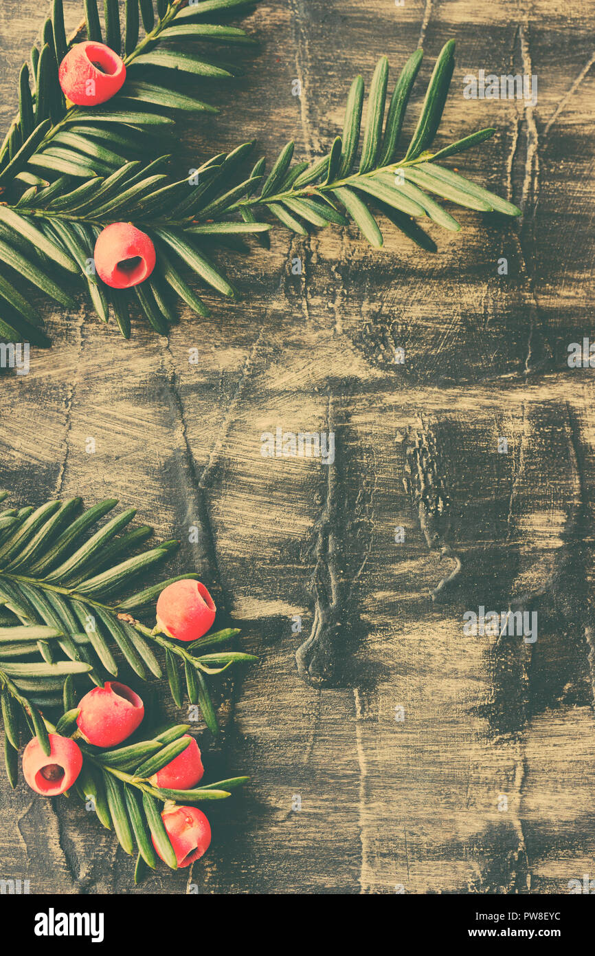 Décoration de Noël. Les branches d'arbres à feuilles persistantes avec des baies rouges sur fond de bois rusti Banque D'Images