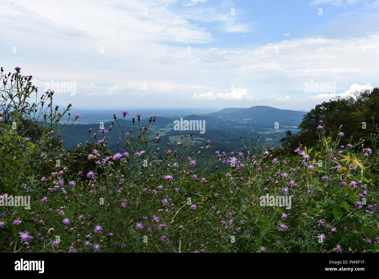 Vue depuis les montagnes de la Virginie par fleurs violettes avec vue sur vallée et montagnes au loin Banque D'Images