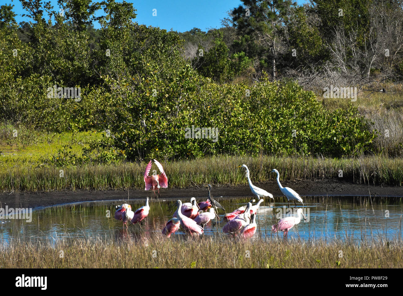Spoonbill battant à grande bande dans l'eau d'alimentation à Robinson préserver à Bradenton en Floride avec des aigrettes blanches. 1 de 3 photos montrant étapes de descente Banque D'Images