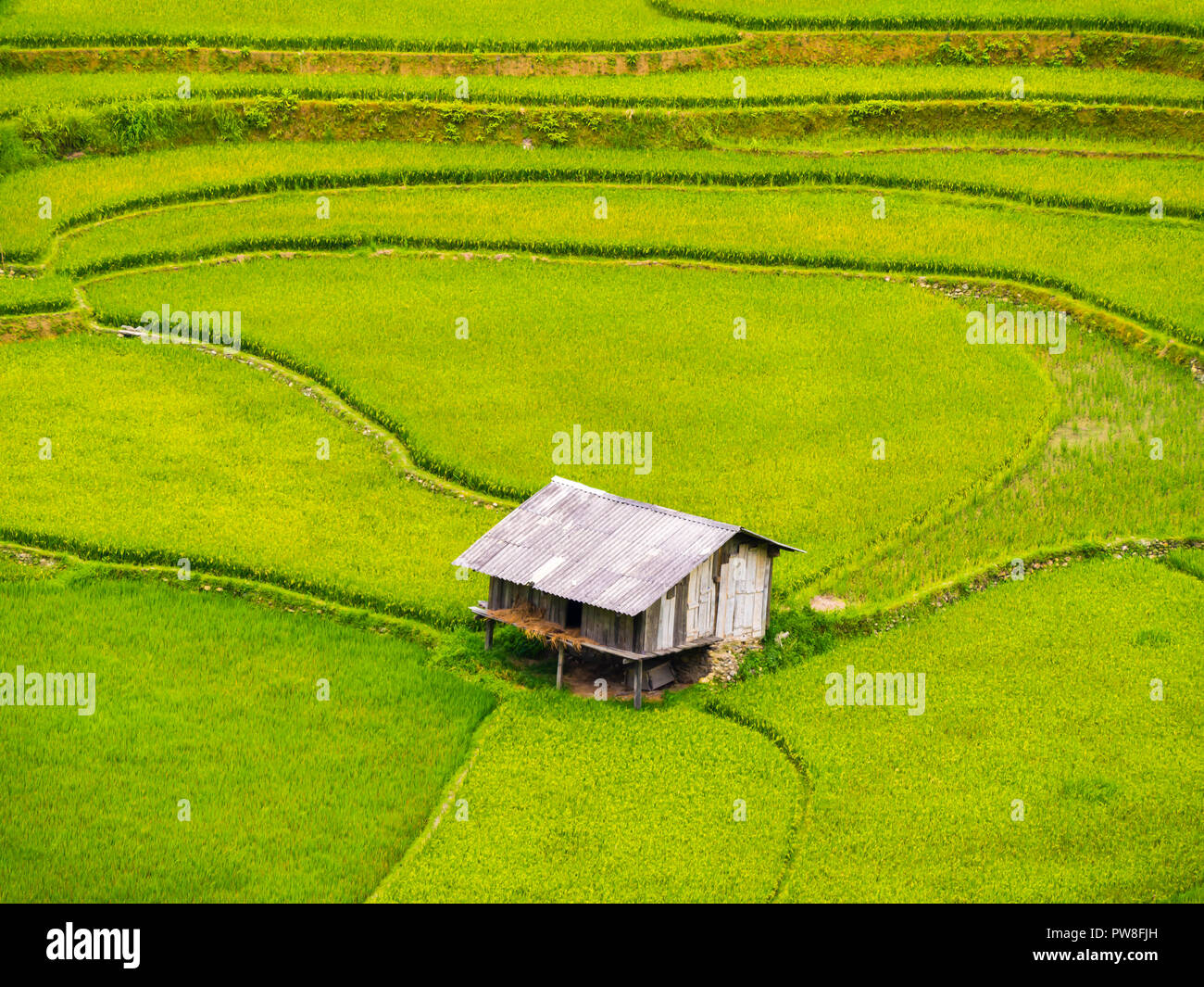Vue imprenable de cabane ferme entourée de rizières en terrasses, Mu Cang Chai, Nord du Vietnam Banque D'Images