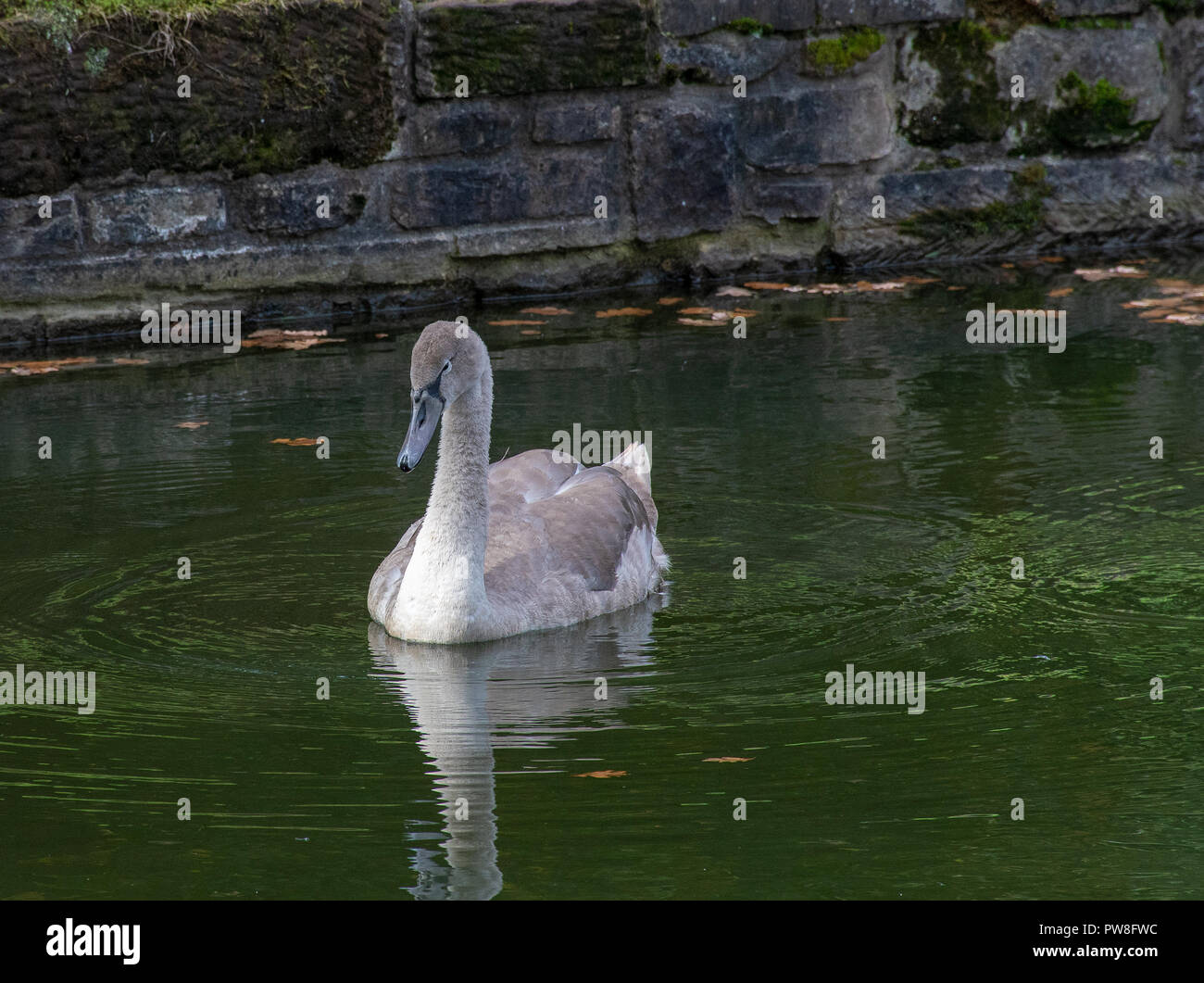 Cygnet jeunes cygnes juste sur le point de perdre leurs plumes gris bébé Banque D'Images