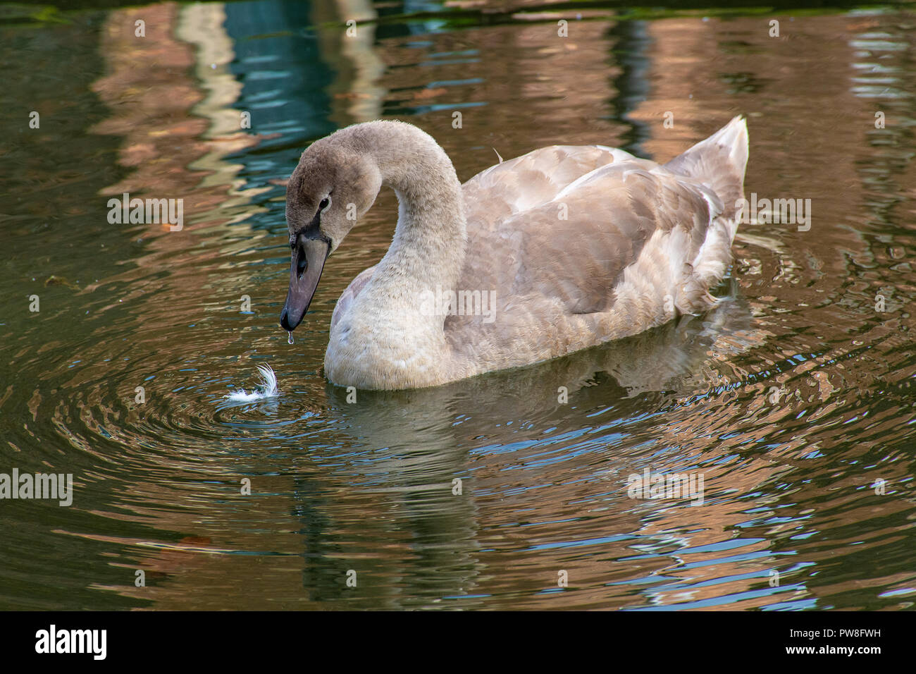 Cygnet jeunes cygnes juste sur le point de perdre leurs plumes gris bébé Banque D'Images