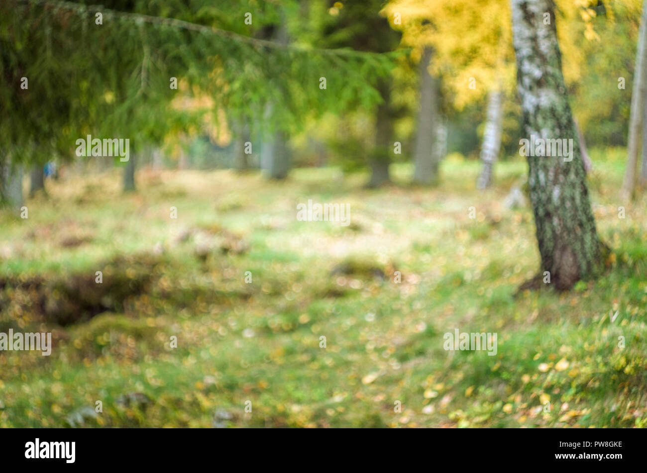 Arrière-plan flou- automne paysage norvégien (forêt boréale avec arbres jaunes). Banque D'Images