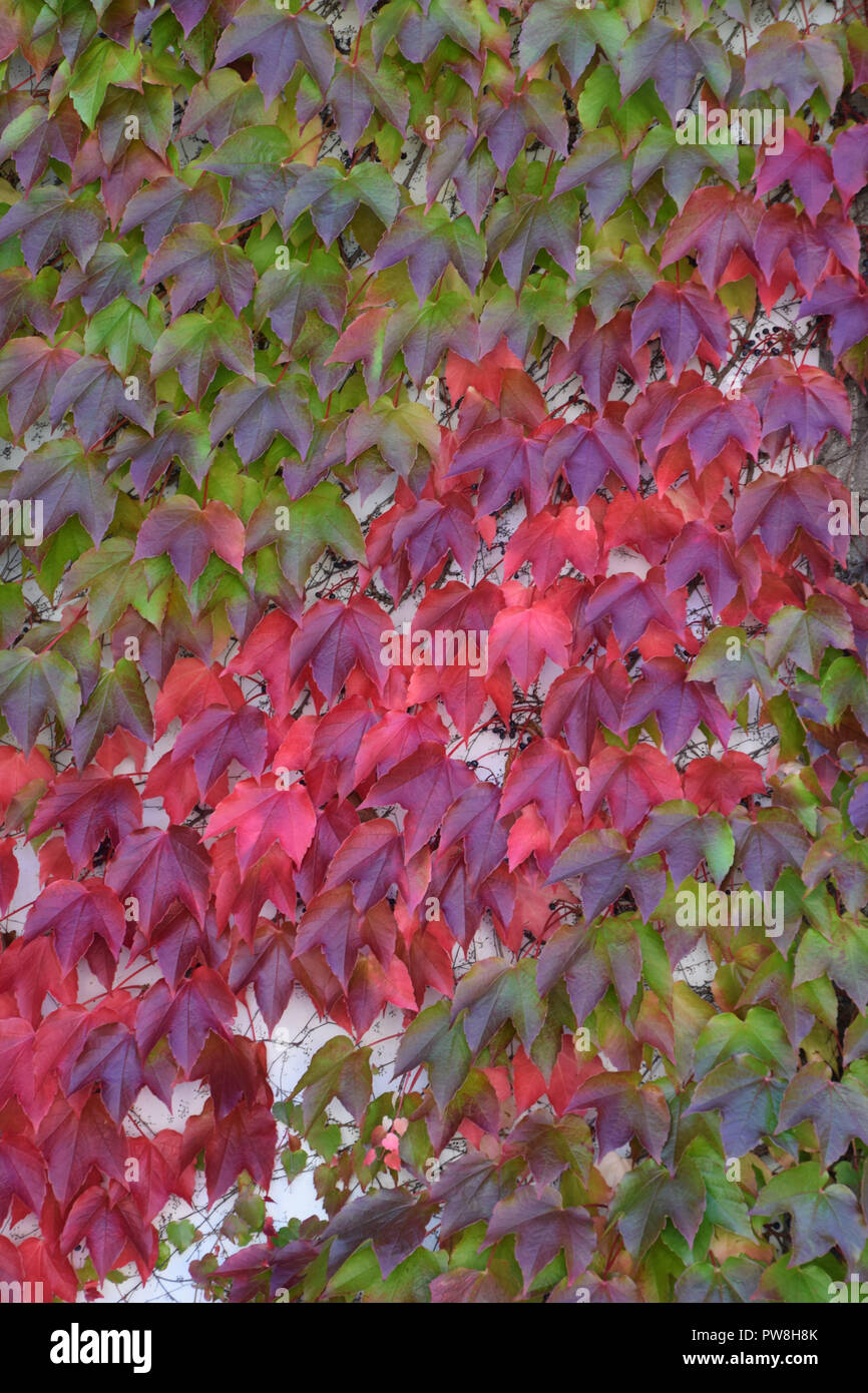 Détail d'un mur de lierre tourné en octobre, Hedera helix multicolores de l'automne d'escalade sur un mur de béton Banque D'Images