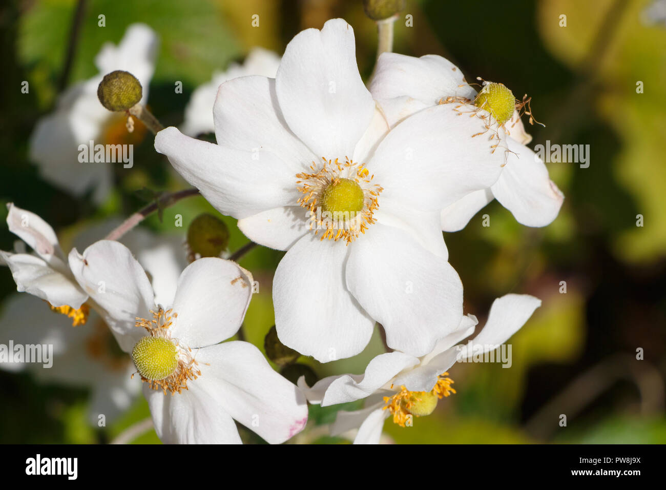 Fleurs blanches de anémone japonaise dans un jardin en automne Banque D'Images