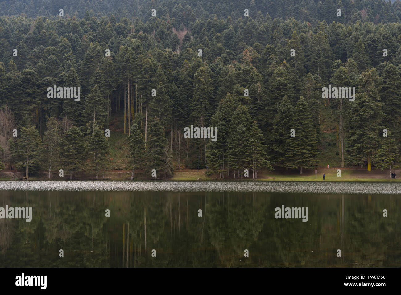 Pins près du lac Abant avec réflexion Bolu Turquie. Banque D'Images