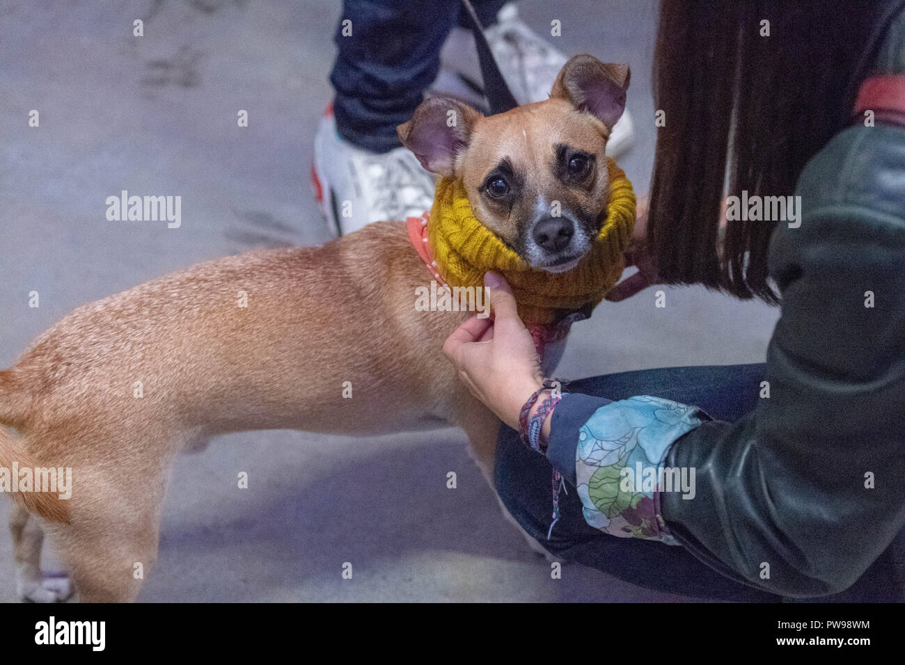 Londres, Royaume-Uni. 14 octobre 2018. Un 'Doggy Style' événement où la dernière mode, côté branché et marques d'accessoires chien essayant sur un nouveau crédit pour l'hiver wolly Ian Davidson/Alamy Live News Banque D'Images