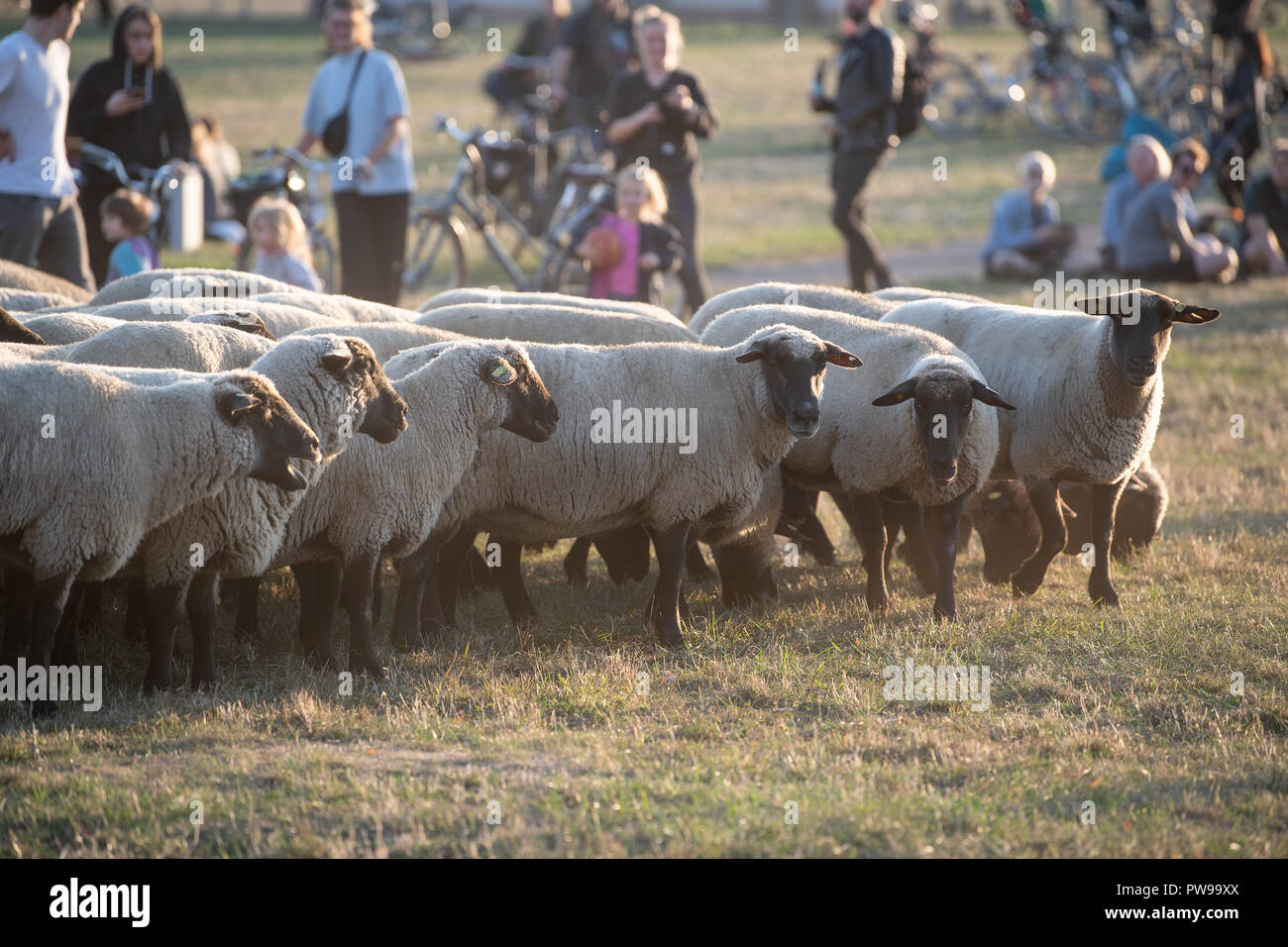 Berlin, Allemagne. 14 octobre 2018. Moutons paissent sur le terrain de Tempelhof. Jusqu'au 21 octobre, 200 brebis seront en marche le paysage traditionnel des activités de conservation dans le domaine de Tempelhof. Photo : Fabian Sommer/dpa dpa : Crédit photo alliance/Alamy Live News Banque D'Images