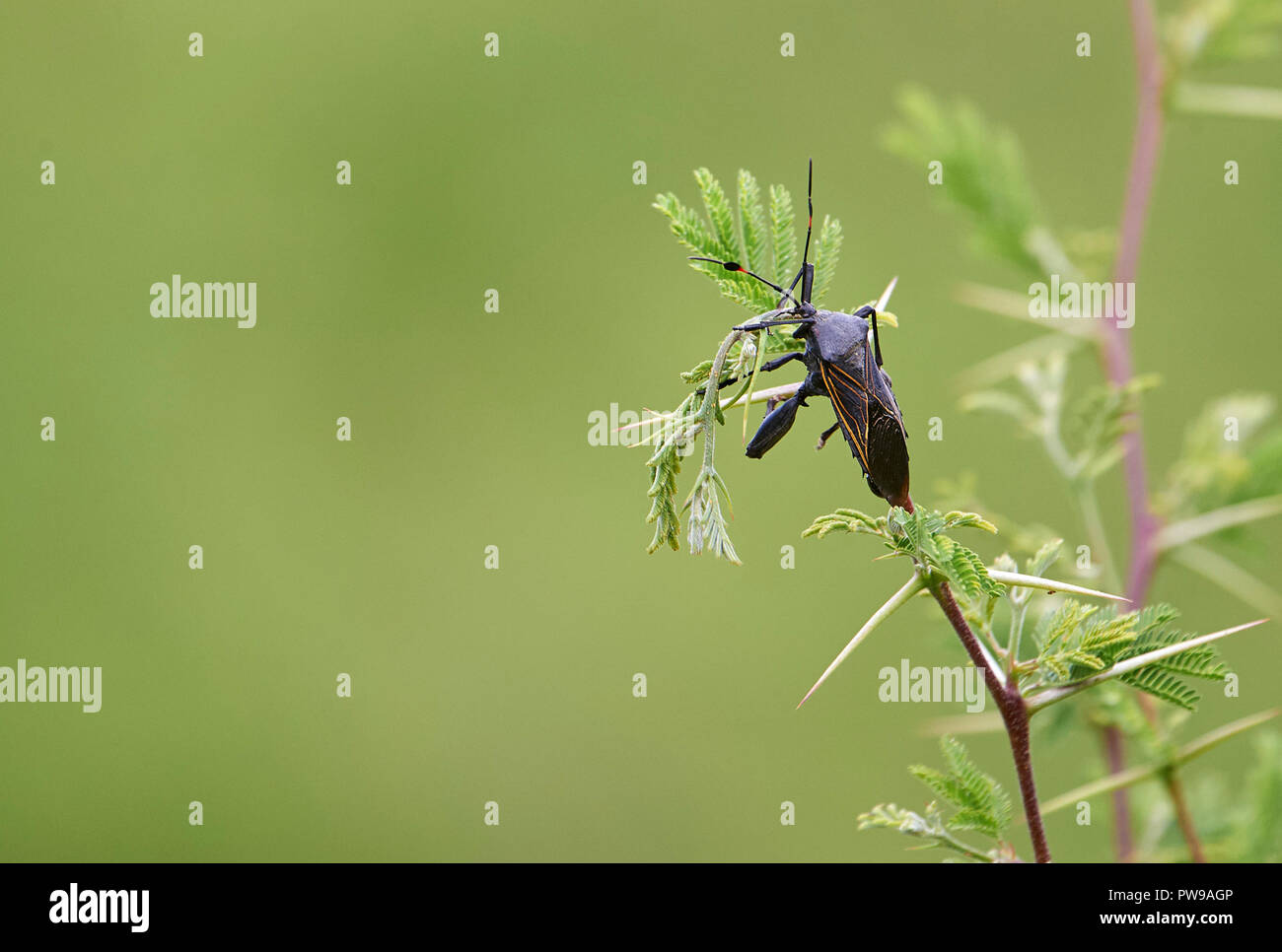 (Bug Mesquite géant Thasus gigas) sur un acacia bush, San Juan Cosala, Jalisco, Mexique Banque D'Images