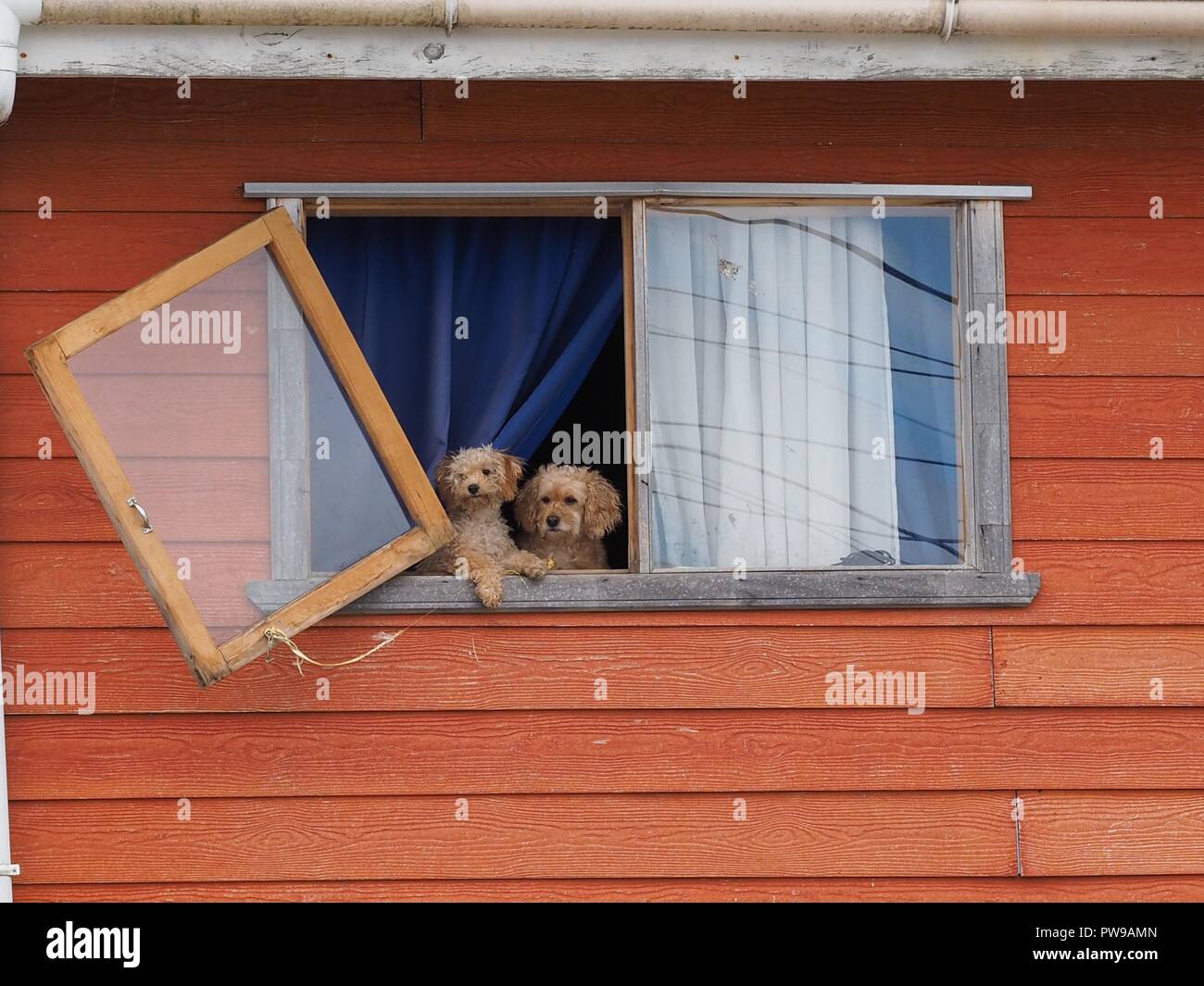 Drôles de petits chiens à la recherche de l'intérêt de la fenêtre brocken une vieille maison près de Cisnes, au Chili. Banque D'Images
