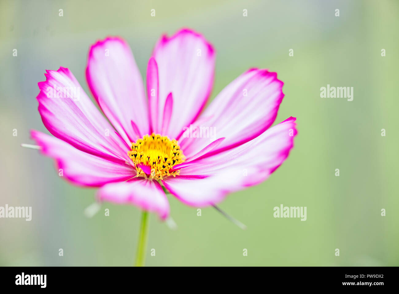 Une fleur rose de Cosmos bipinnatus. Banque D'Images