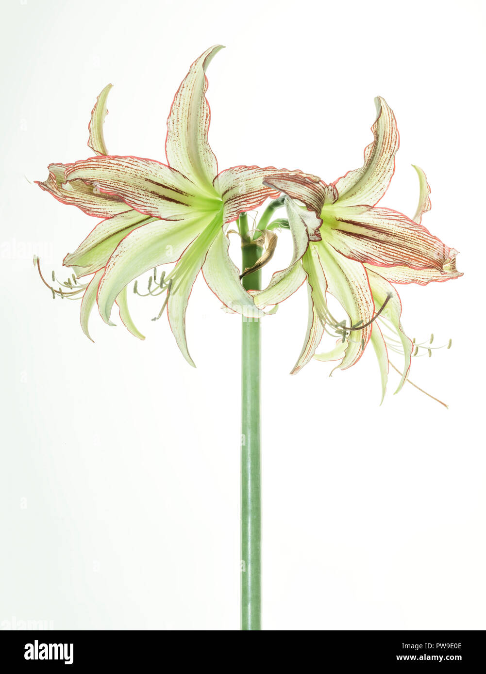 Beaucoup d'algues sur une seule tige de l'Amaryllis Cybister evergreen. Banque D'Images