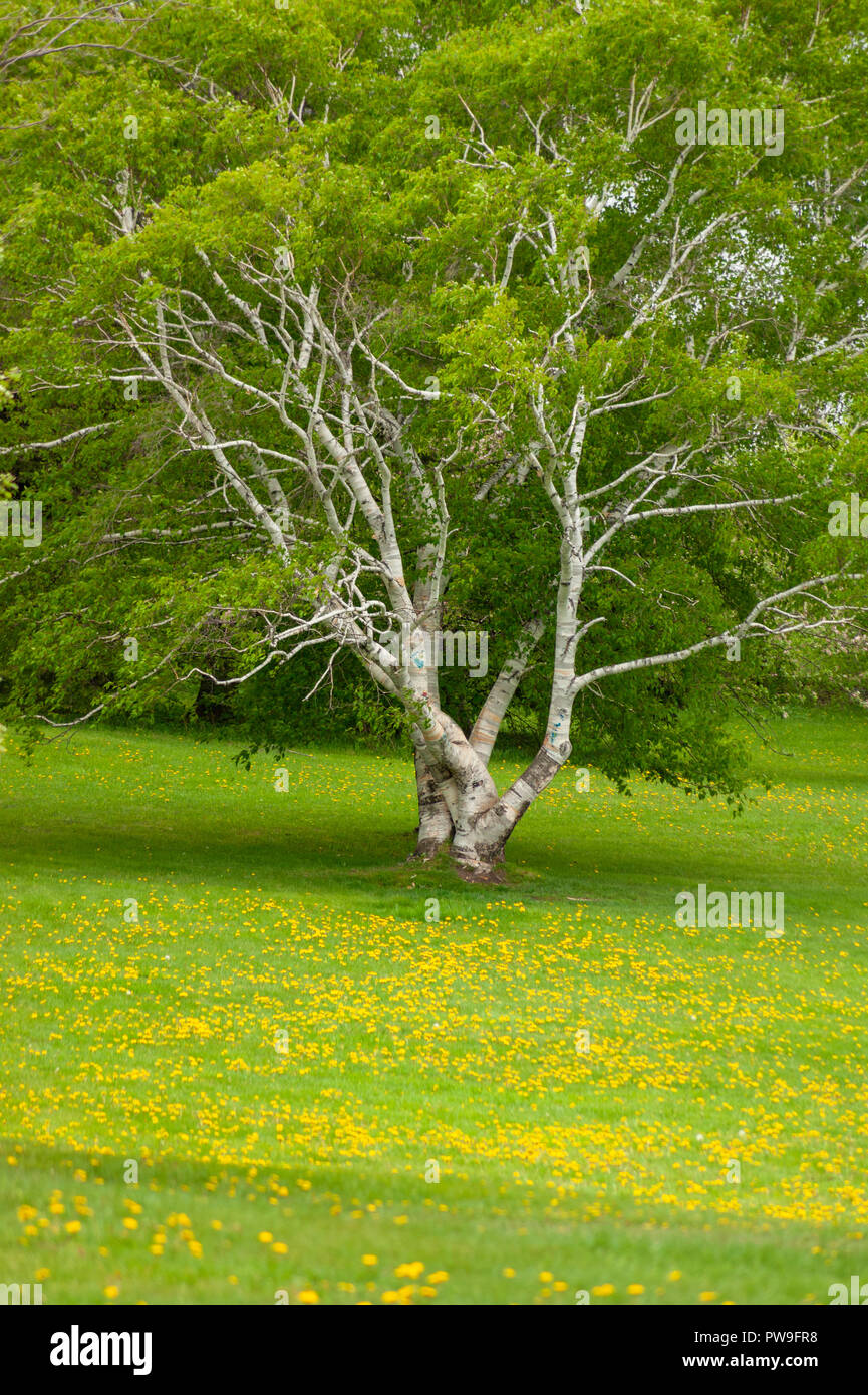 Bouleau avec nouveau printemps feuillage, au milieu d'une prairie en fleurs pissenlit. Le verger près de la Chute Montmorency, Québec, Canada Banque D'Images