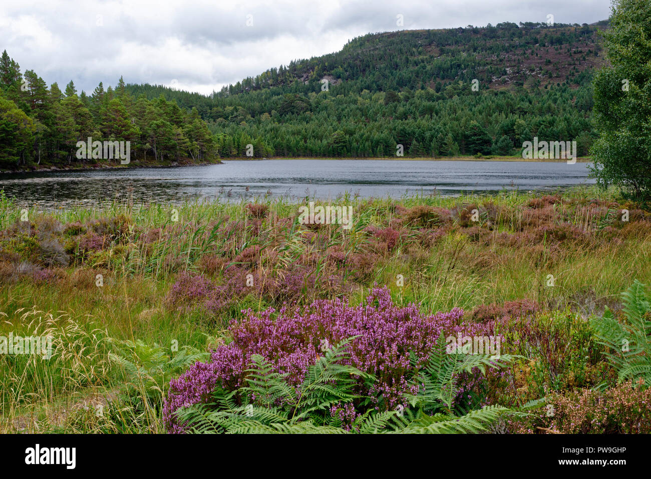 Loch Gamhna & Creag Chait, Rothiemurchus Forest, Strathspey, Ecosse Banque D'Images