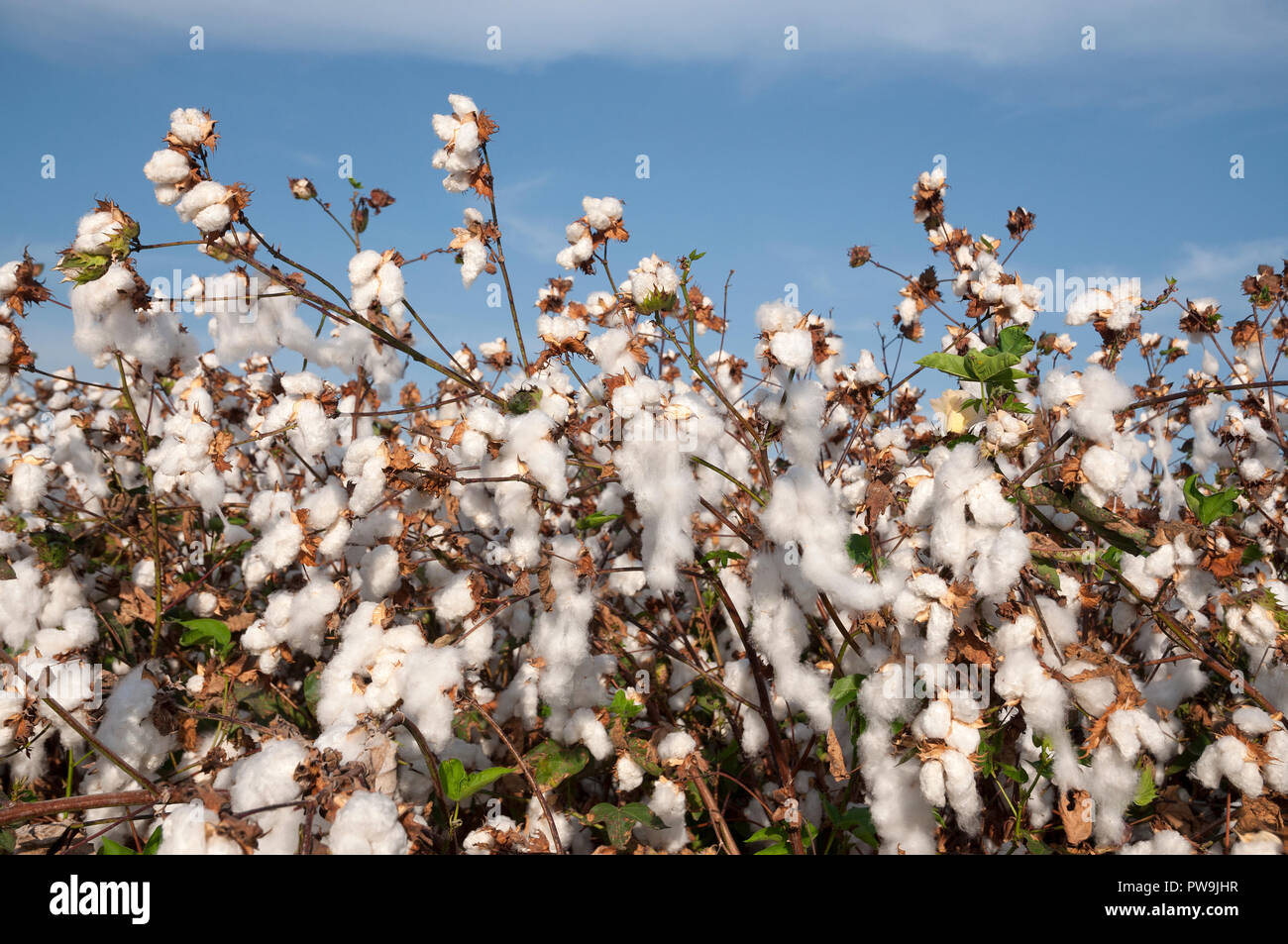Champ de coton blanc Banque D'Images