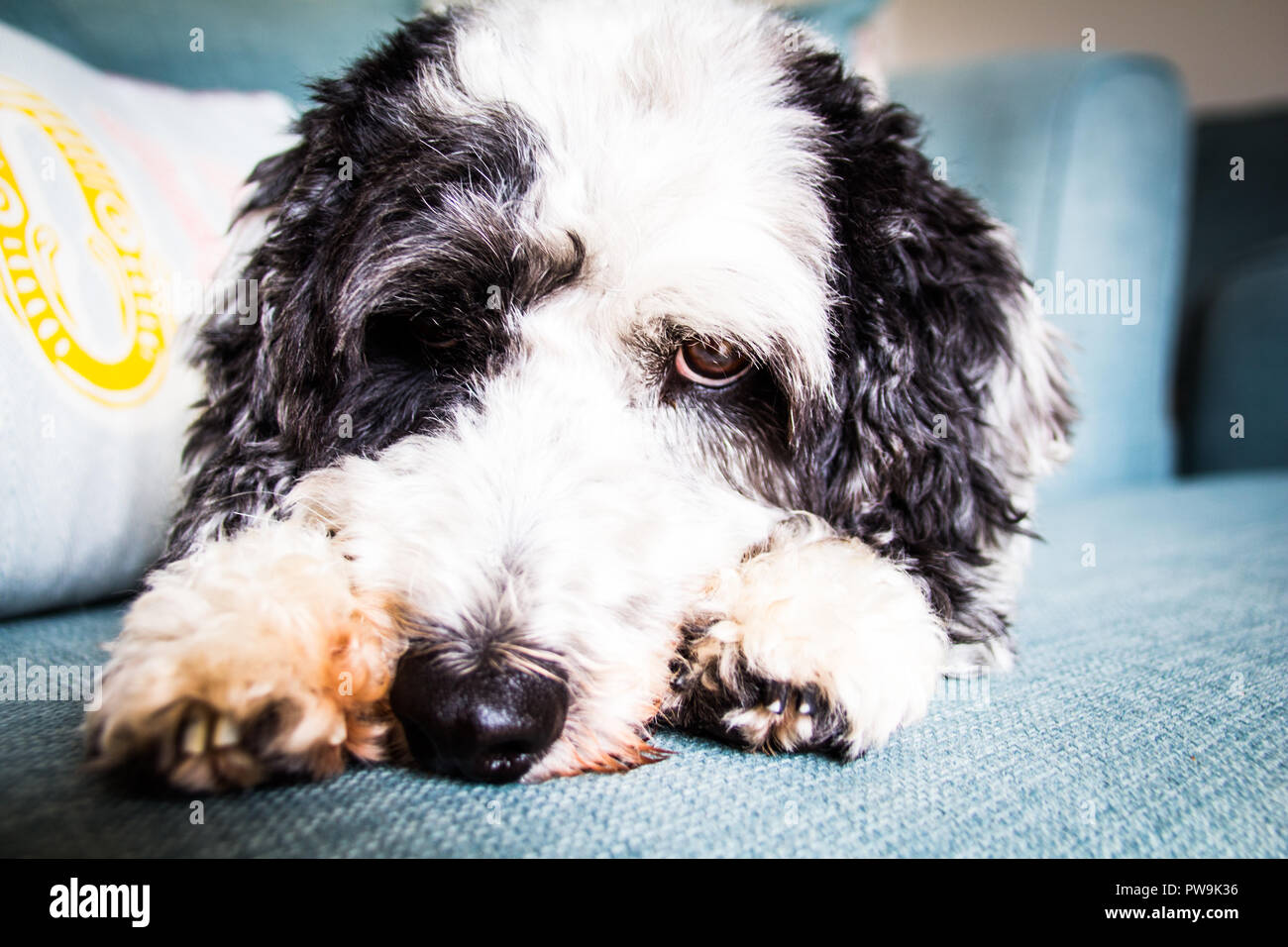 Cockapoo noir et blanc Banque D'Images