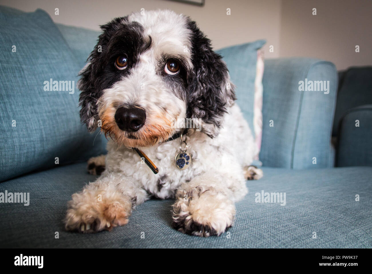 Cockapoo noir et blanc Banque D'Images