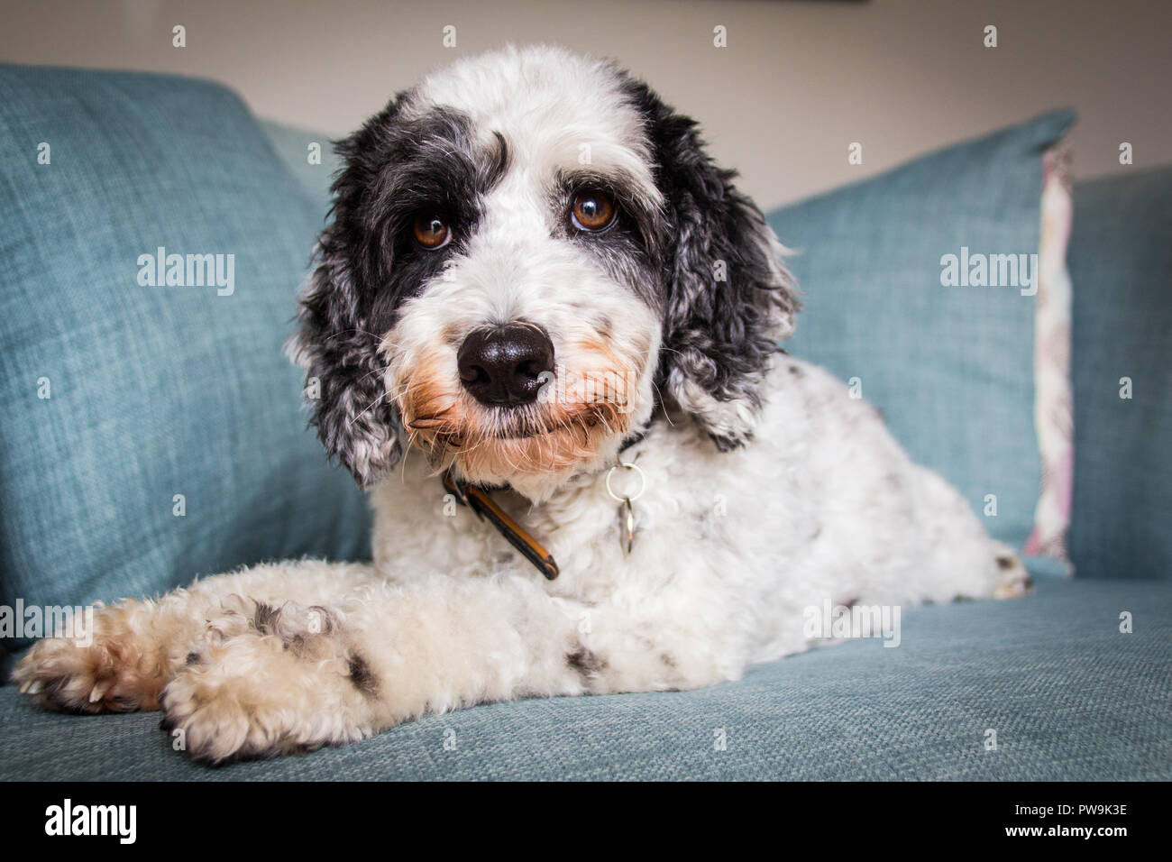 Cockapoo noir et blanc Banque D'Images
