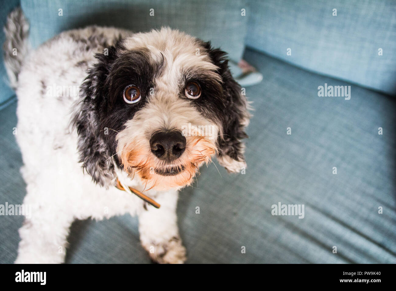 Cockapoo noir et blanc Banque D'Images