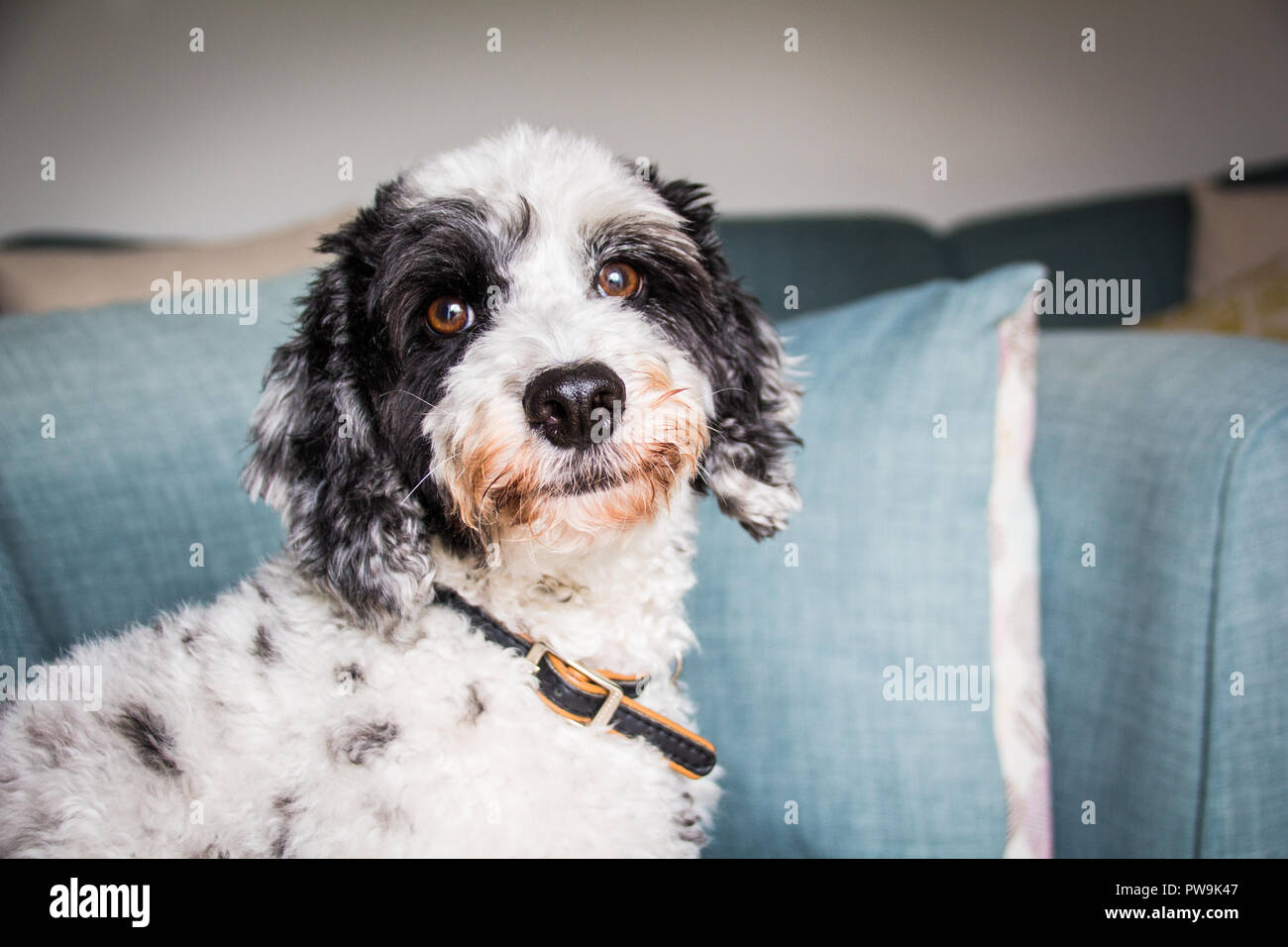 Cockapoo noir et blanc Banque D'Images