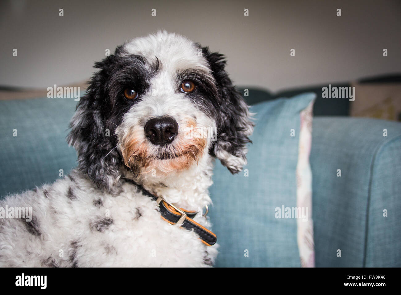 Cockapoo noir et blanc Banque D'Images