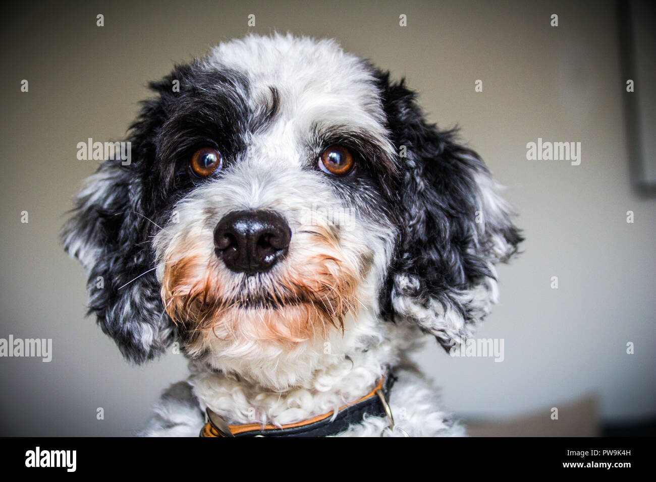 Cockapoo noir et blanc Banque D'Images